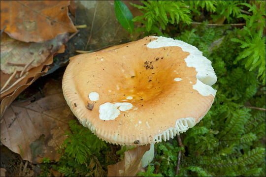 Image of Russula risigallina (Batsch) Sacc. 1915