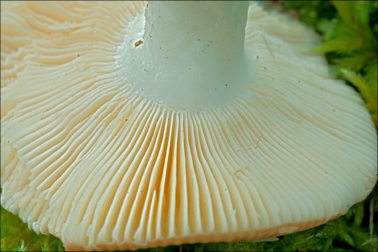 Image of Russula risigallina (Batsch) Sacc. 1915