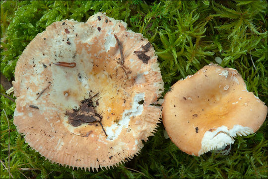 Image of Russula risigallina (Batsch) Sacc. 1915