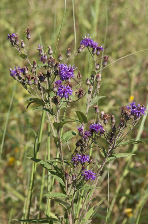 Image of Baldwin's ironweed