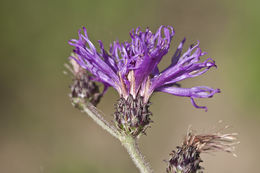 Image of Baldwin's ironweed