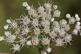 Eupatorium serotinum Michx.的圖片