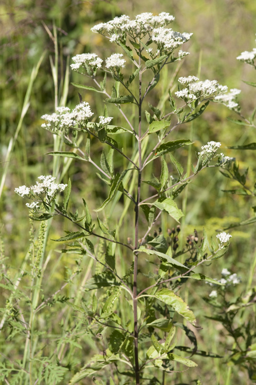 Eupatorium serotinum Michx.的圖片