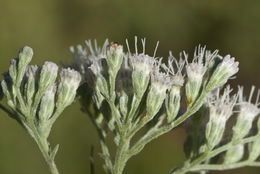 صورة Eupatorium serotinum Michx.