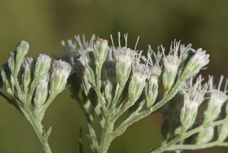 Image of lateflowering thoroughwort