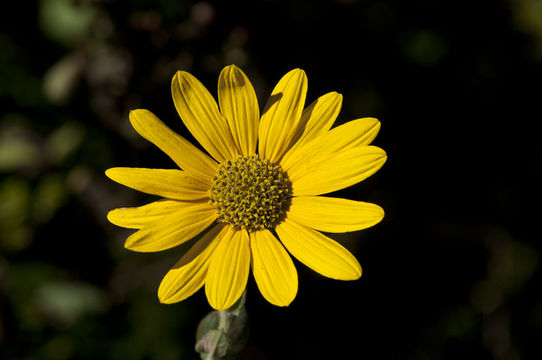 Imagem de Helianthus mollis Lam.