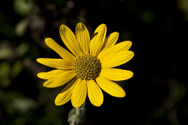 Image of ashy sunflower