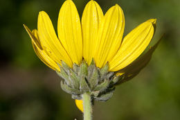 Image of ashy sunflower