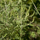 Ambrosia artemisiifolia L. resmi