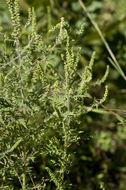 Ambrosia artemisiifolia L. resmi