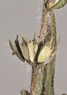 Image of lanceleaf ragweed