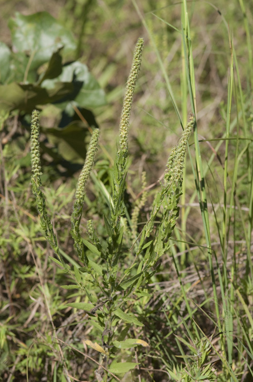 Image of lanceleaf ragweed