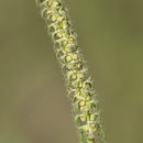 Image of Ambrosia bidentata Michx.