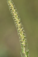 Image of lanceleaf ragweed