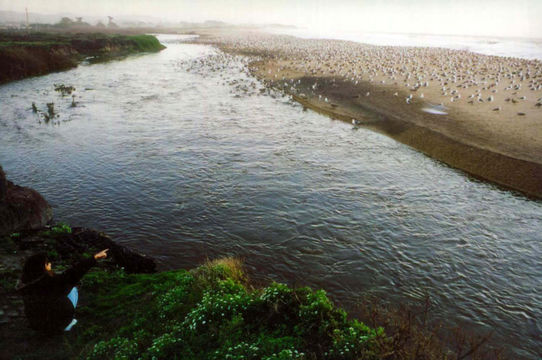 Larus californicus Lawrence 1854 resmi