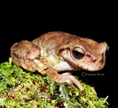 Imagem de Plectrohyla guatemalensis Brocchi 1877