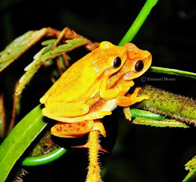 Image de Dendropsophus robertmertensi (Taylor 1937)