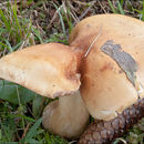 Image of Cortinarius varius (Schaeff.) Fr. 1838