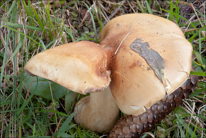 Image of Cortinarius varius (Schaeff.) Fr. 1838