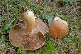 Image of Cortinarius varius (Schaeff.) Fr. 1838