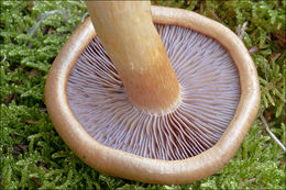 Image of Cortinarius varius (Schaeff.) Fr. 1838