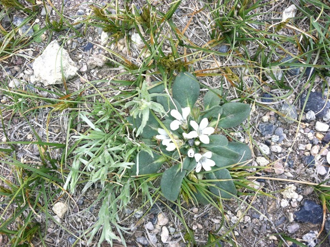 Image of California Monkey-Fiddle