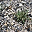 Image of silverleaf phacelia