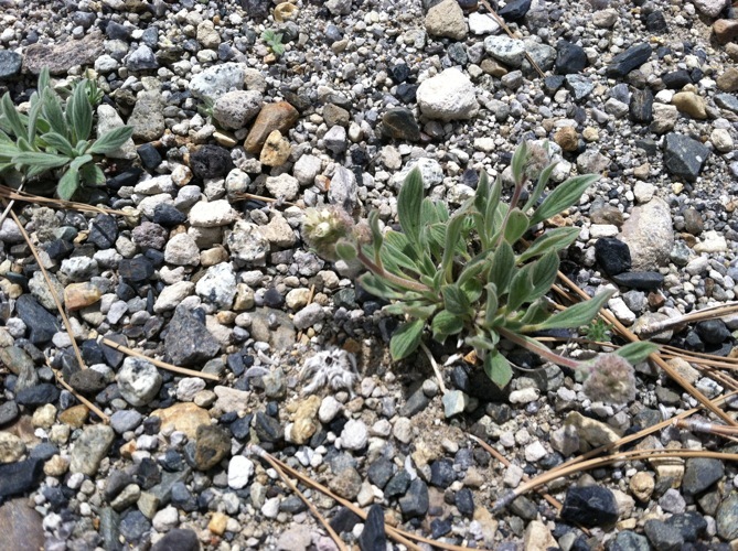 Image of compact phacelia