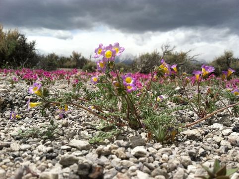 Image of twocolor phacelia