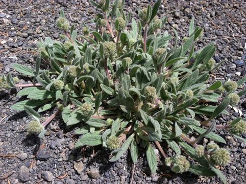 Image of compact phacelia