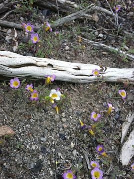 Image of twocolor phacelia