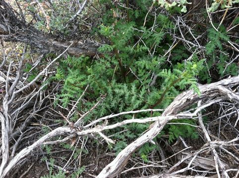 Image of branching phacelia