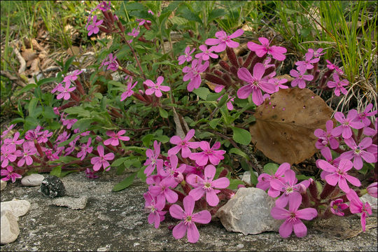 Image of rock soapwort