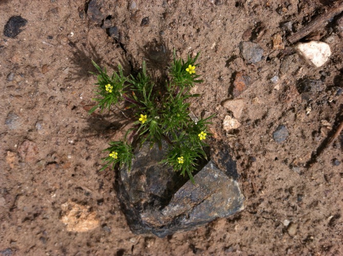 Image de Navarretia breweri (A. Gray) Greene