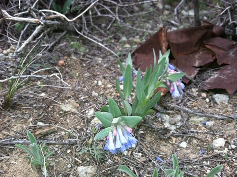 Sivun <i>Mertensia oblongifolia</i> var. <i>nevadensis</i> kuva