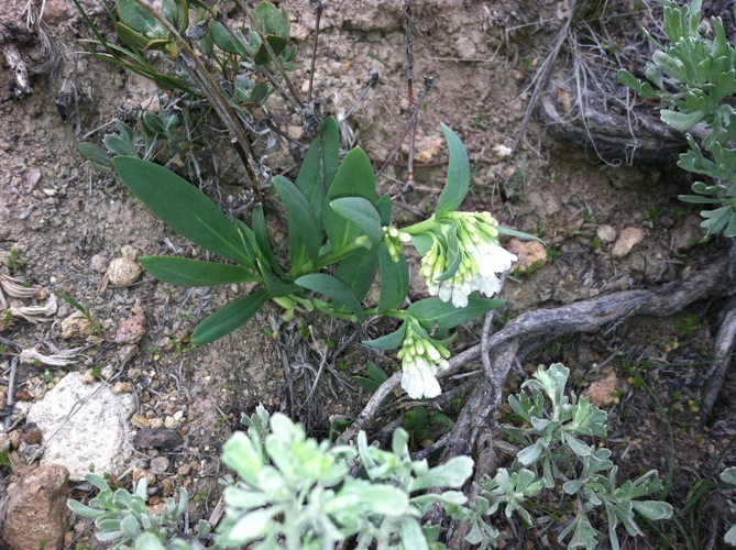 Image of <i>Mertensia oblongifolia</i> var. <i>nevadensis</i>