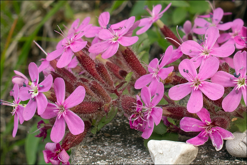 Image of rock soapwort