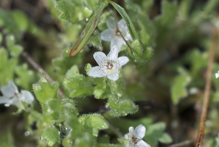 صورة Nemophila spatulata Coville