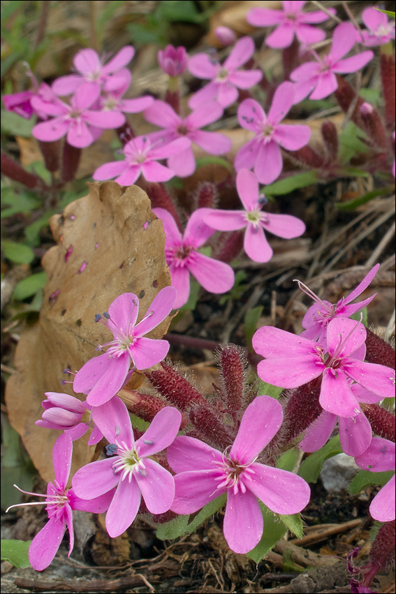 Image of rock soapwort