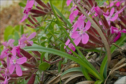 Image of rock soapwort