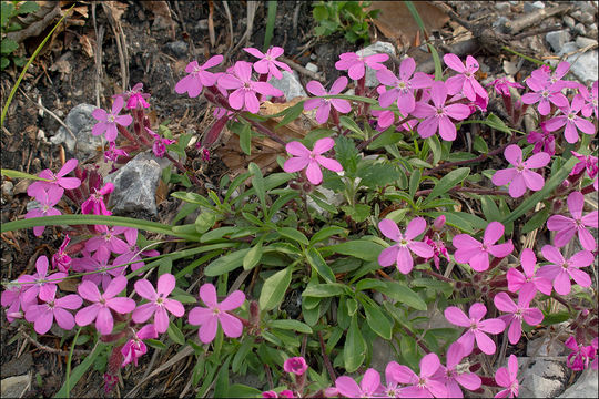 Image of rock soapwort