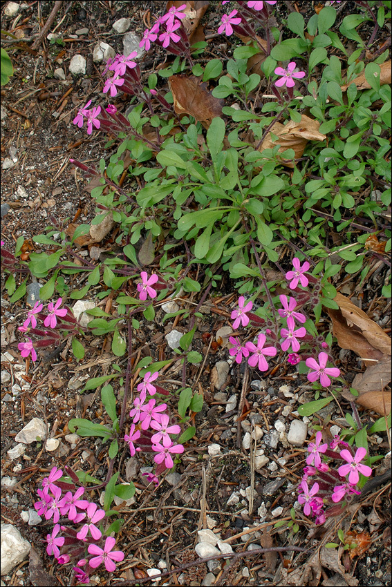 صورة Saponaria ocymoides L.