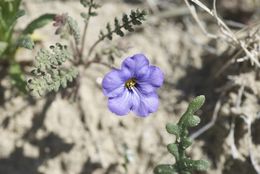 Image of Fremont's phacelia