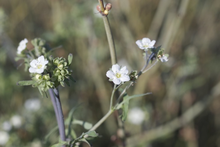 Image of white fiestaflower