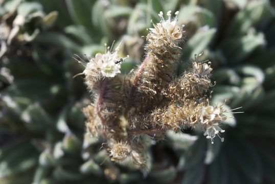 Image of compact phacelia