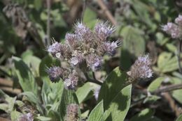 Image de Phacelia californica Cham.