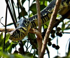 Image of Chicken Snake