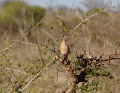 Image of Pink-breasted Lark