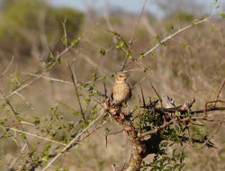 Image of Pink-breasted Lark