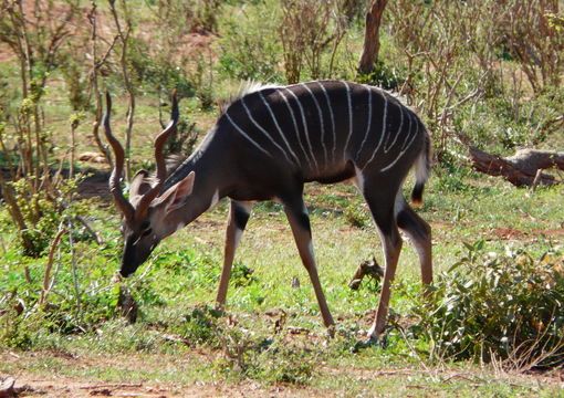 Image of Lesser Kudu